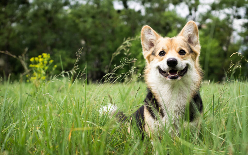 Honden