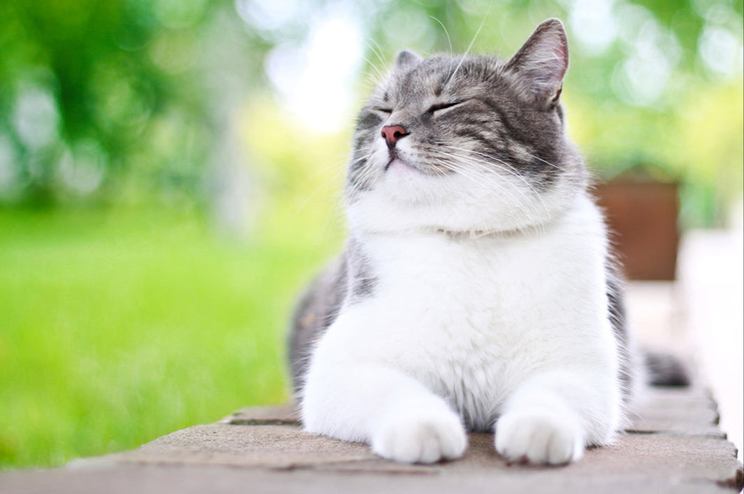 Katten